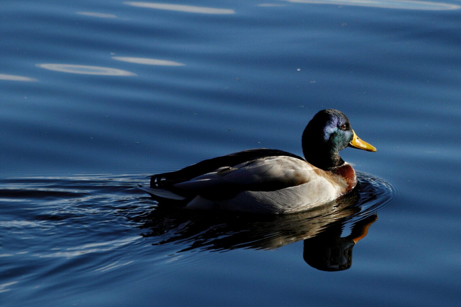 Fotodienstleistungen Bernd Hausdorf