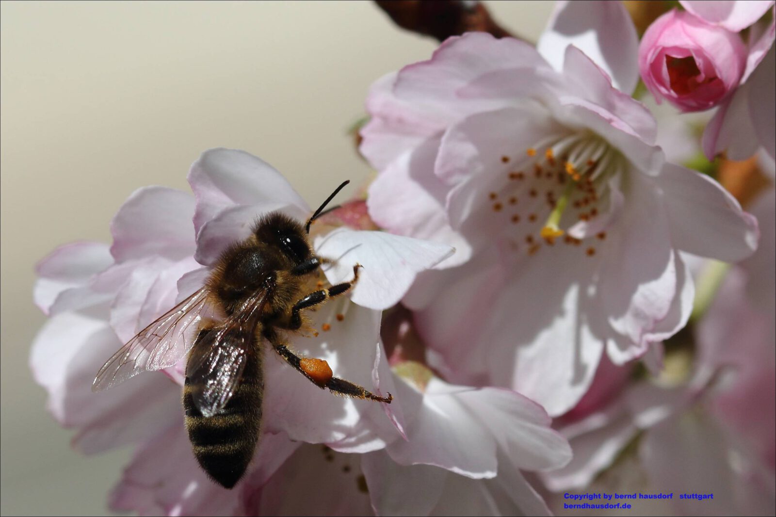 Fotodienstleistungen Bernd Hausdorf