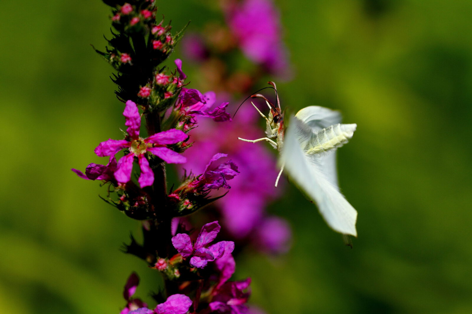 Fotodienstleistungen Bernd Hausdorf