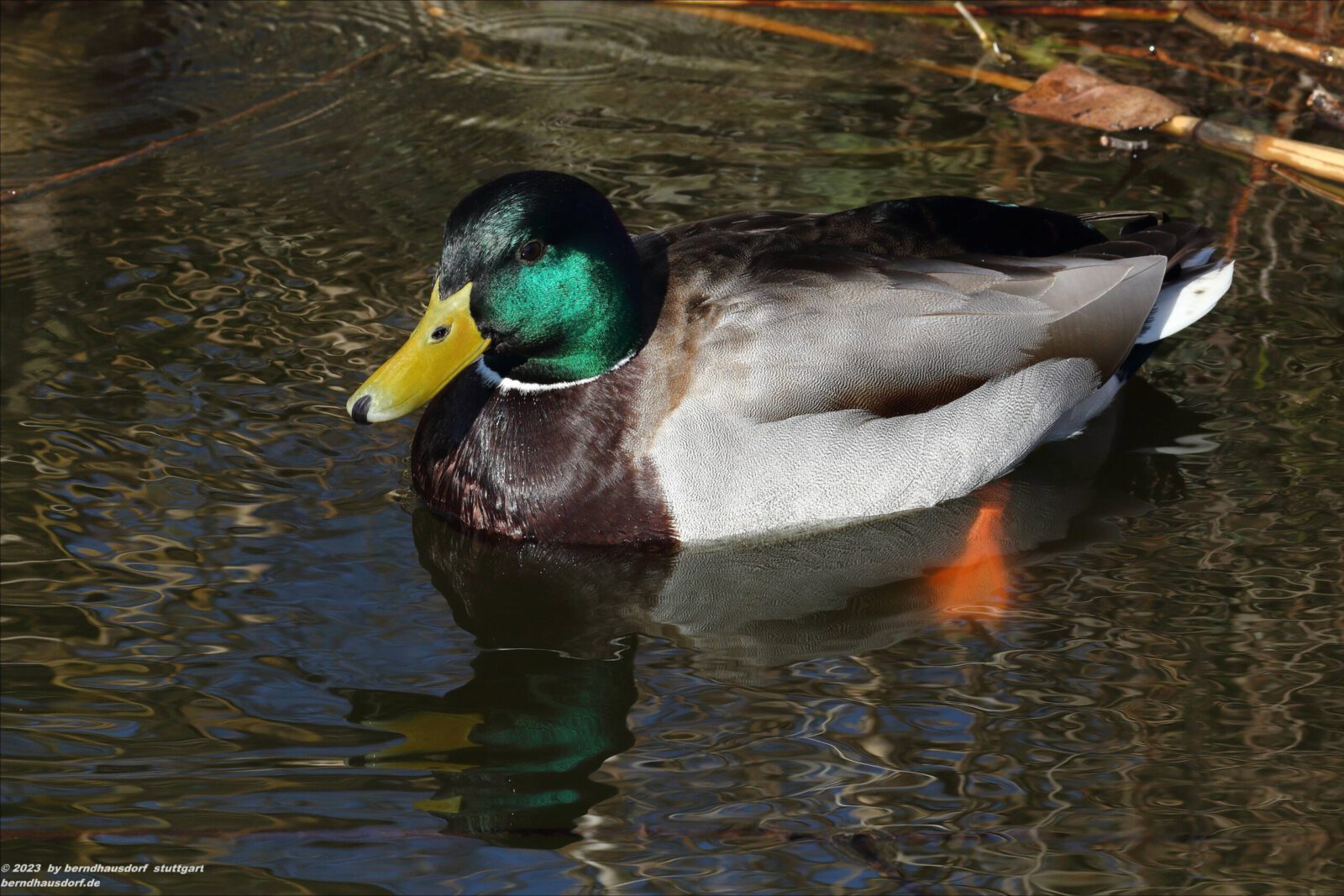 Fotodienstleistungen Bernd Hausdorf