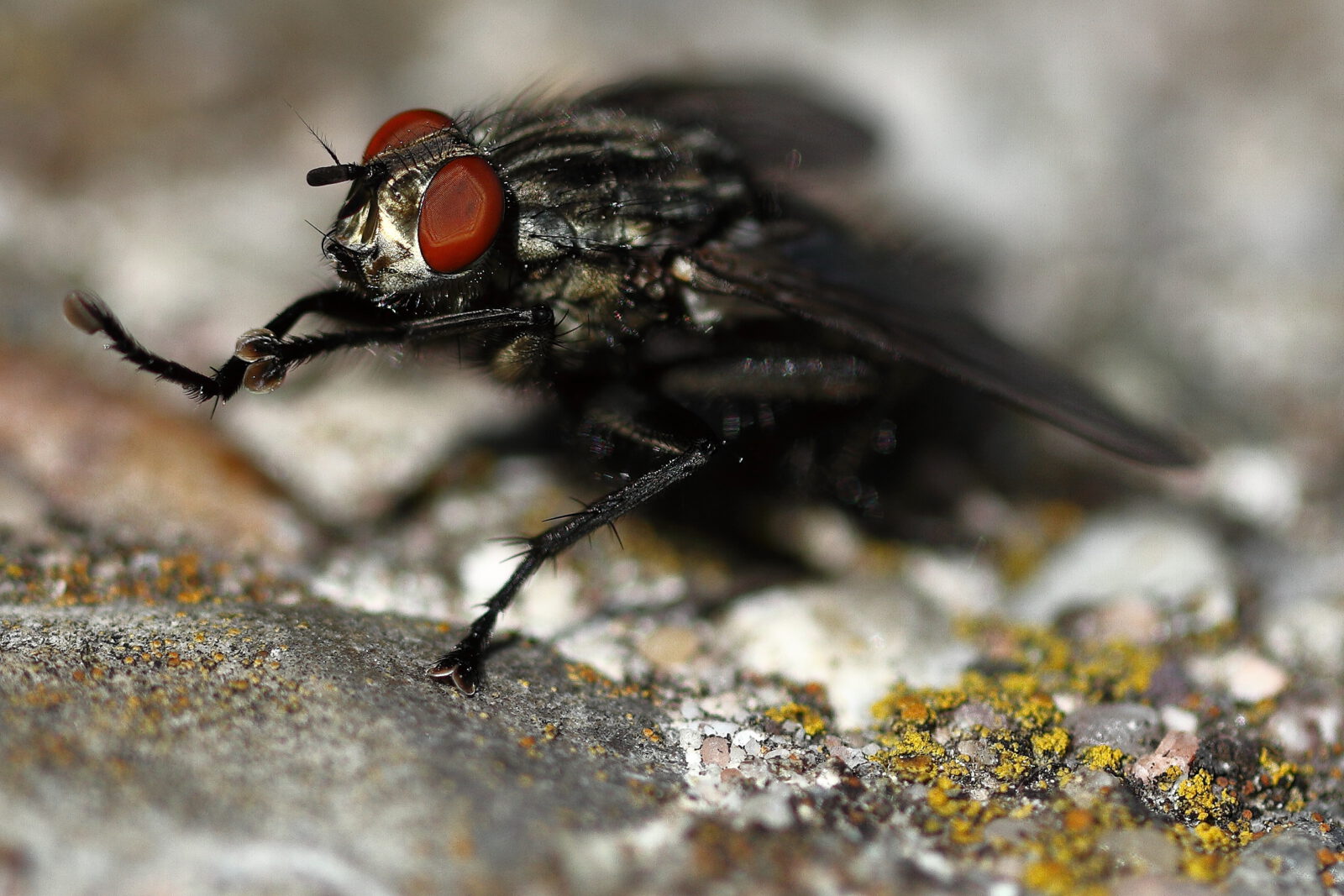 Fotodienstleistungen Bernd Hausdorf