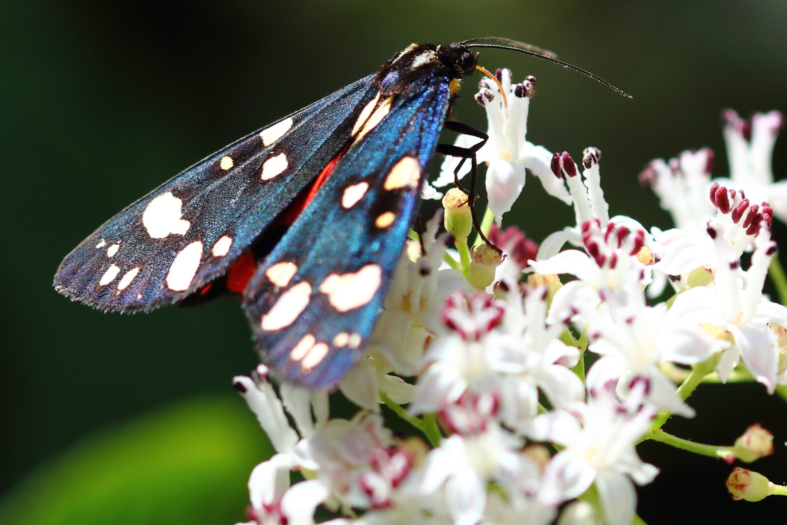 Fotodienstleistungen Bernd Hausdorf