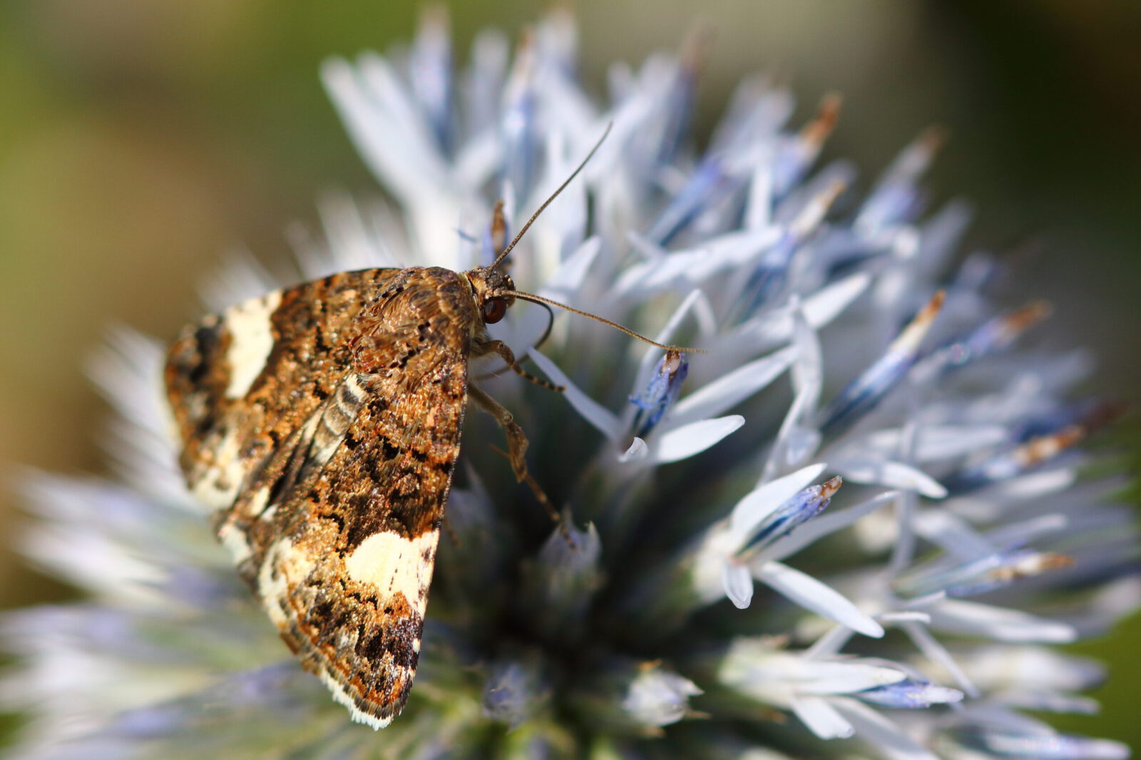 Fotodienstleistungen Bernd Hausdorf