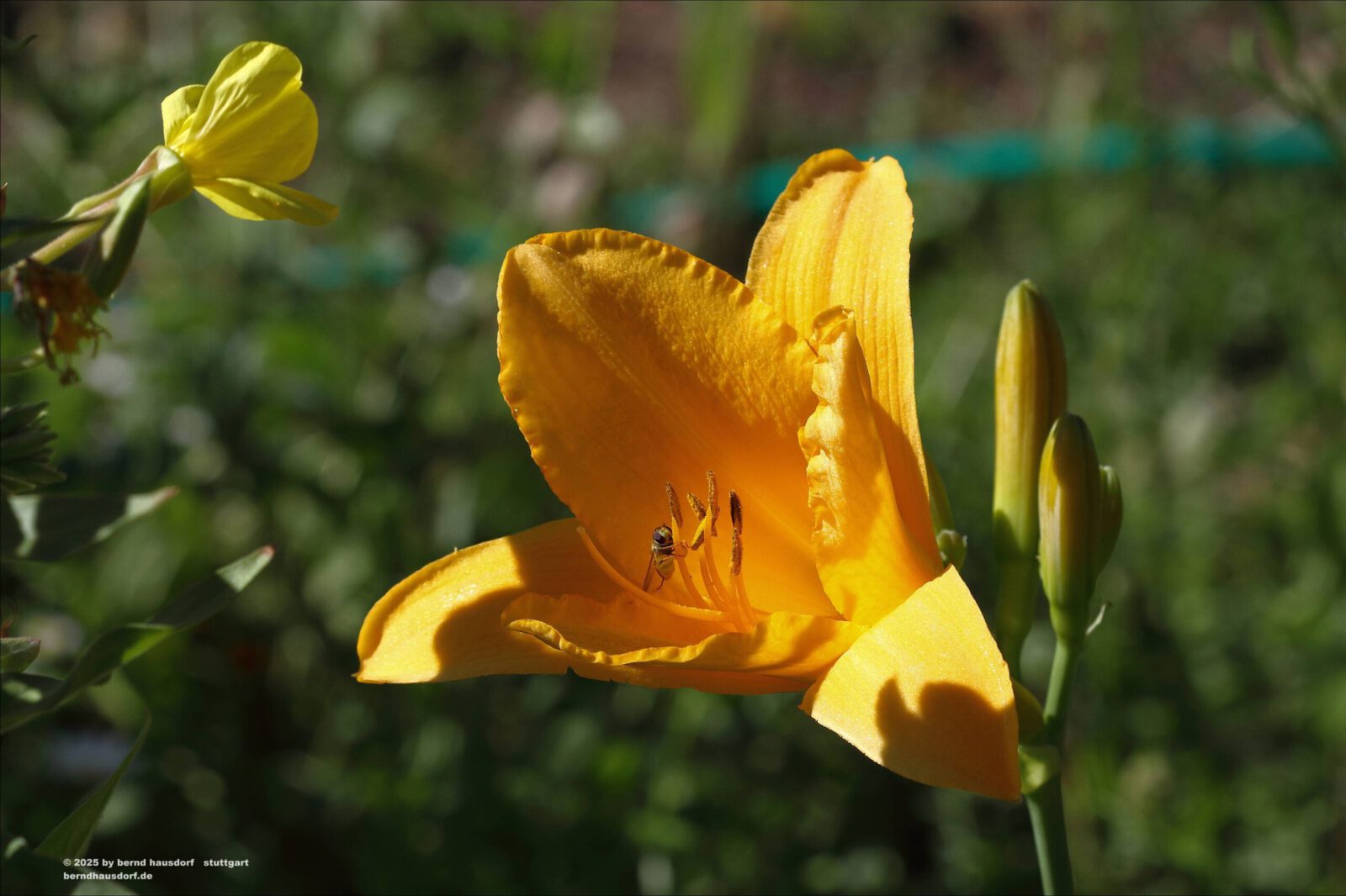 Fotodienstleistungen Bernd Hausdorf