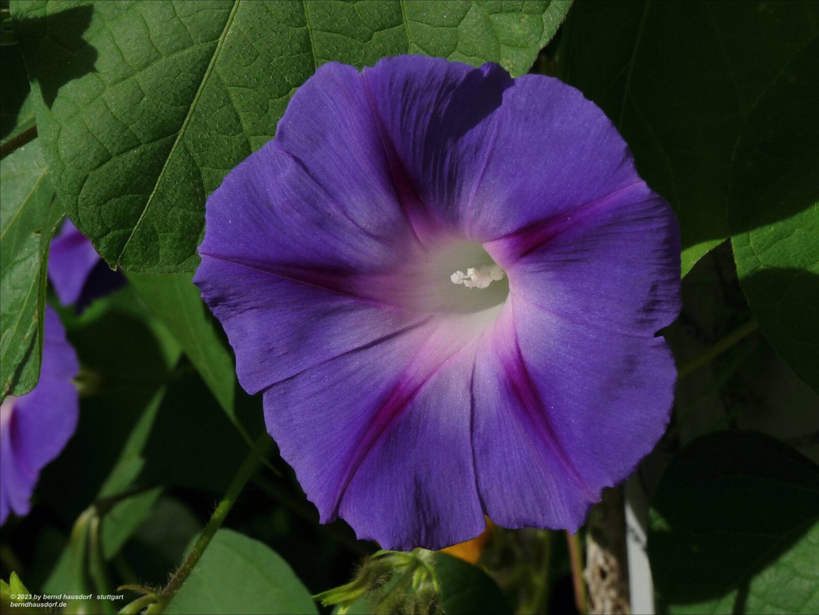 Fotodienstleistungen Bernd Hausdorf