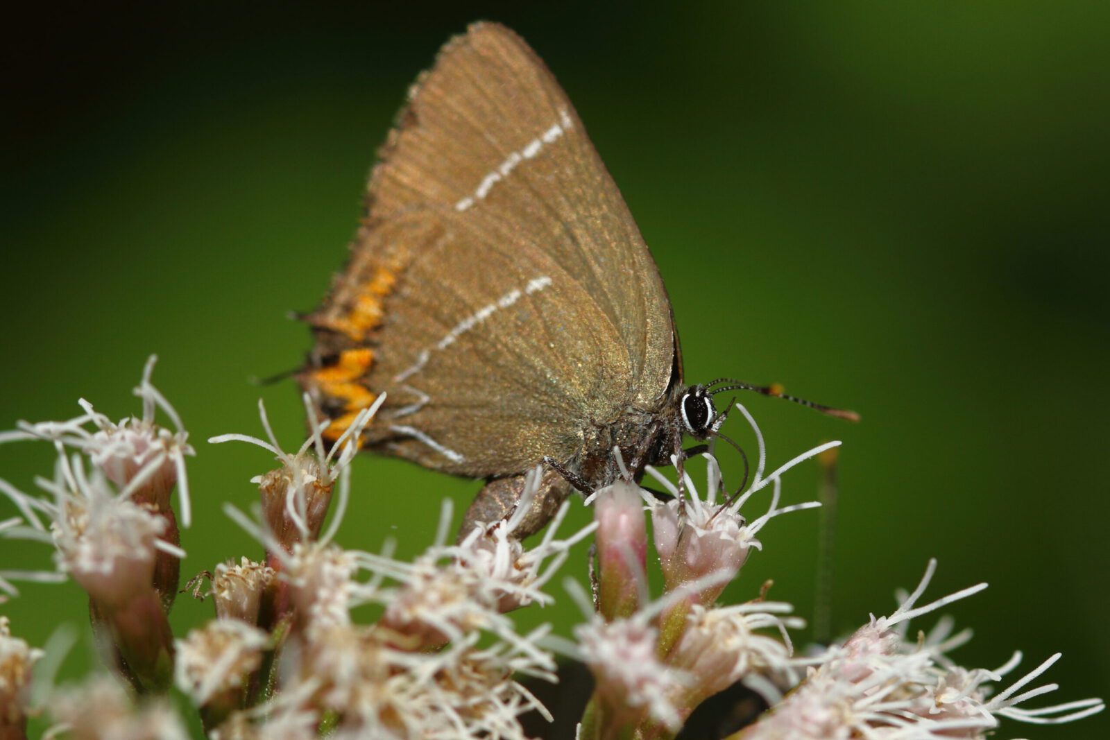 Fotodienstleistungen Bernd Hausdorf
