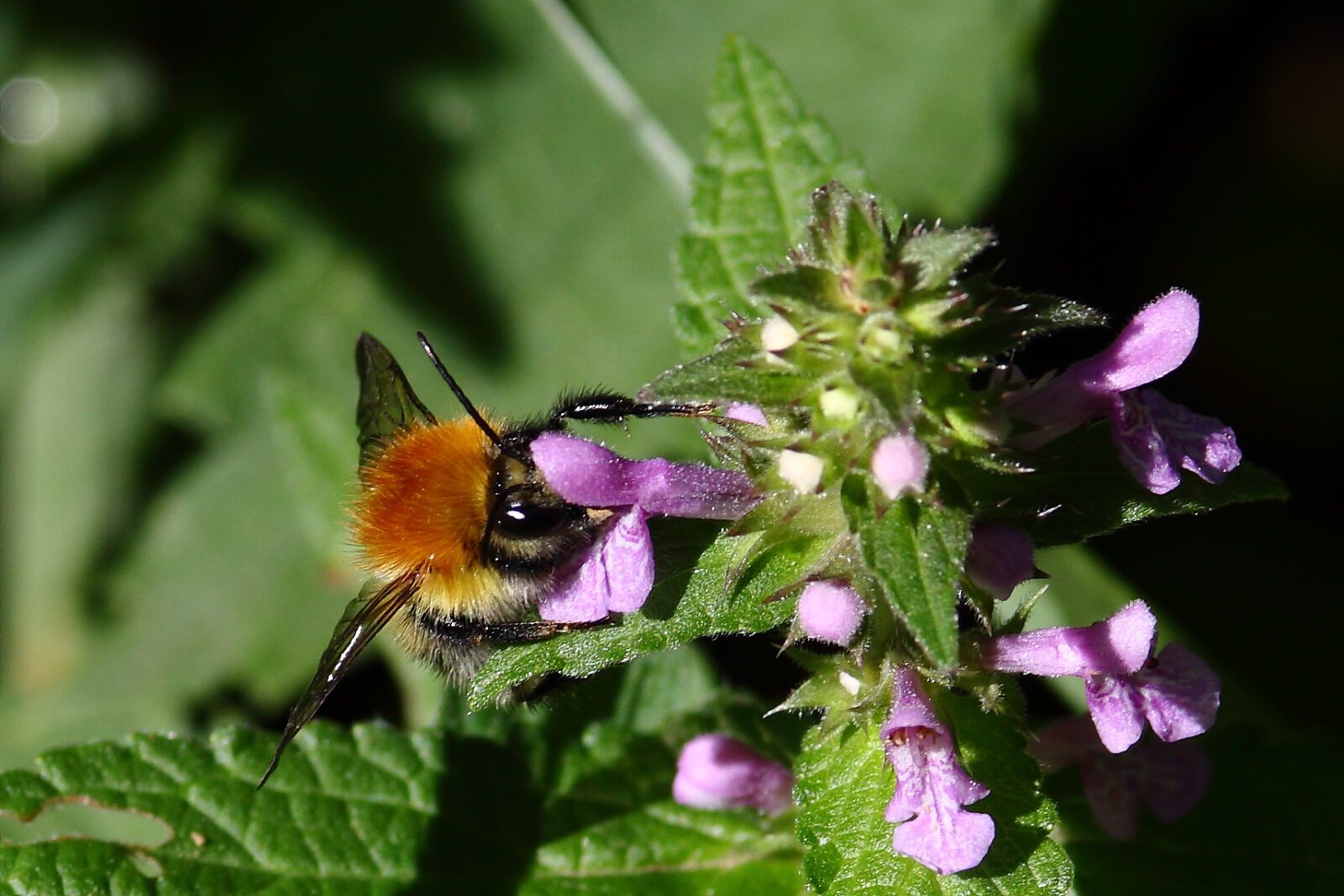 Fotodienstleistungen Bernd Hausdorf