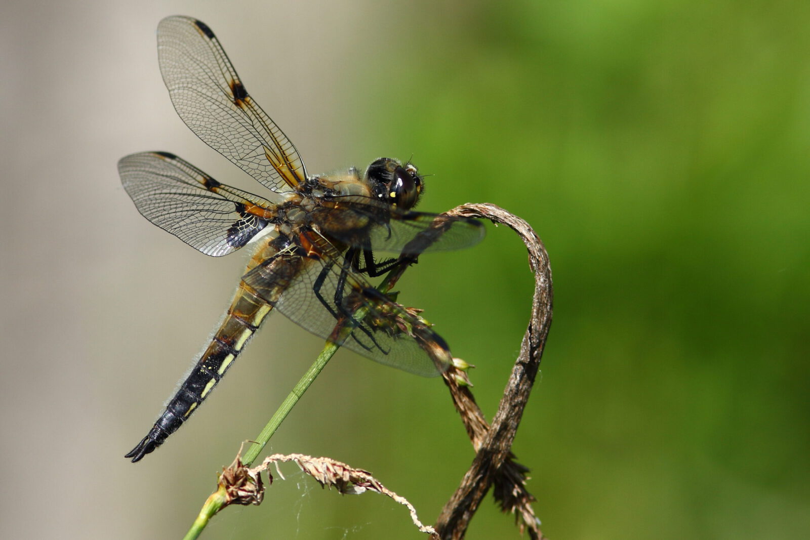 Fotodienstleistungen Bernd Hausdorf
