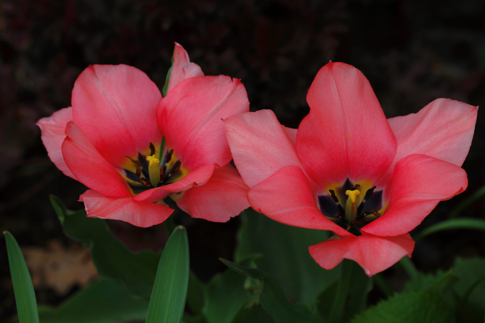 Fotodienstleistungen Bernd Hausdorf