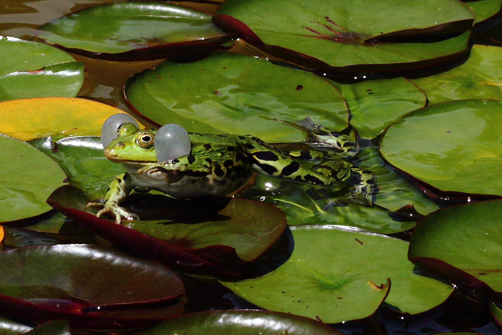 Fotodienstleistungen Bernd Hausdorf