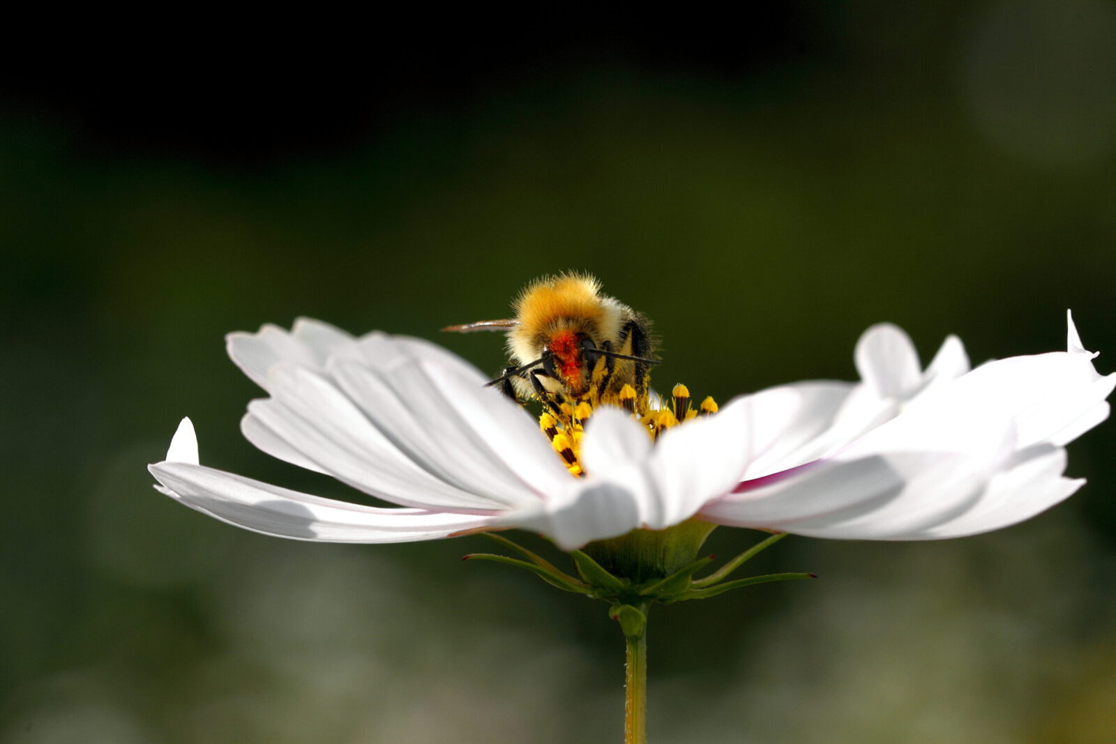 Fotodienstleistungen Bernd Hausdorf