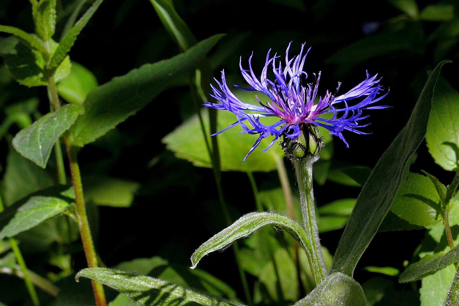 Fotodienstleistungen Bernd Hausdorf