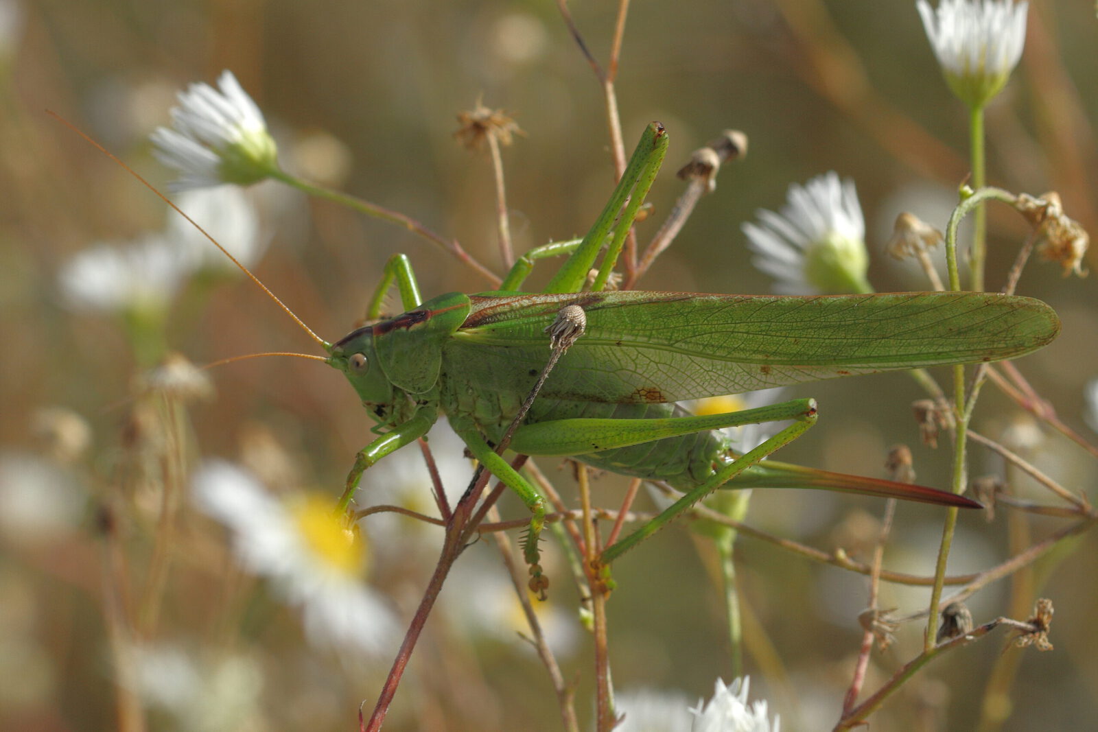 Fotodienstleistungen Bernd Hausdorf
