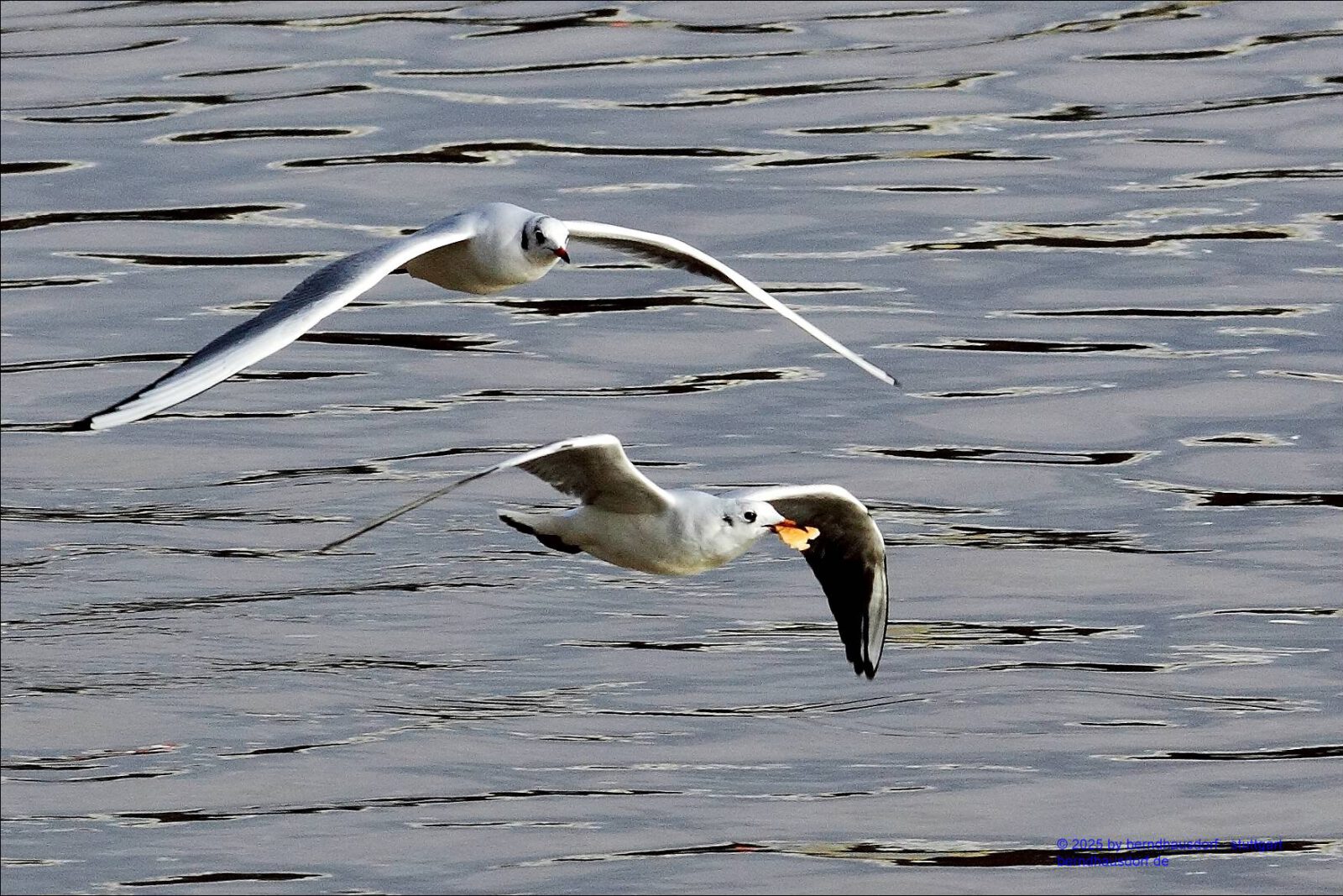 Fotodienstleistungen Bernd Hausdorf