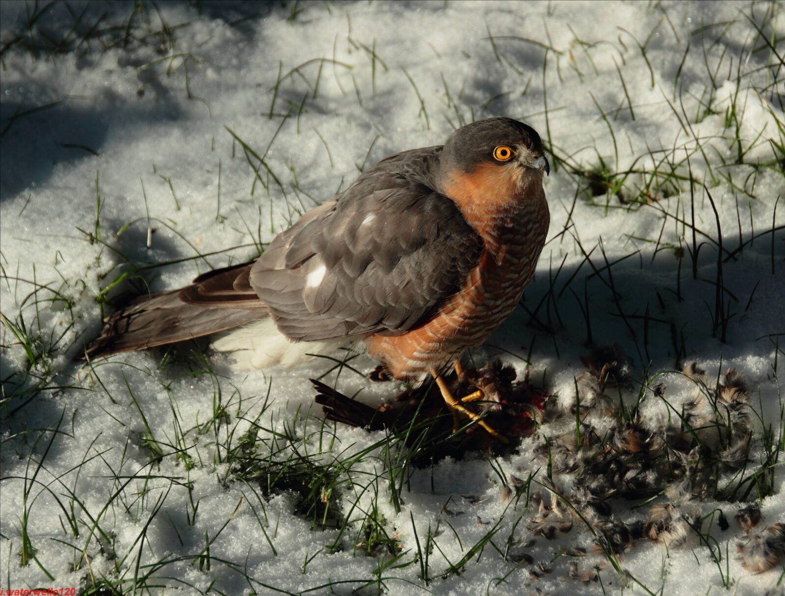 Fotodienstleistungen Bernd Hausdorf