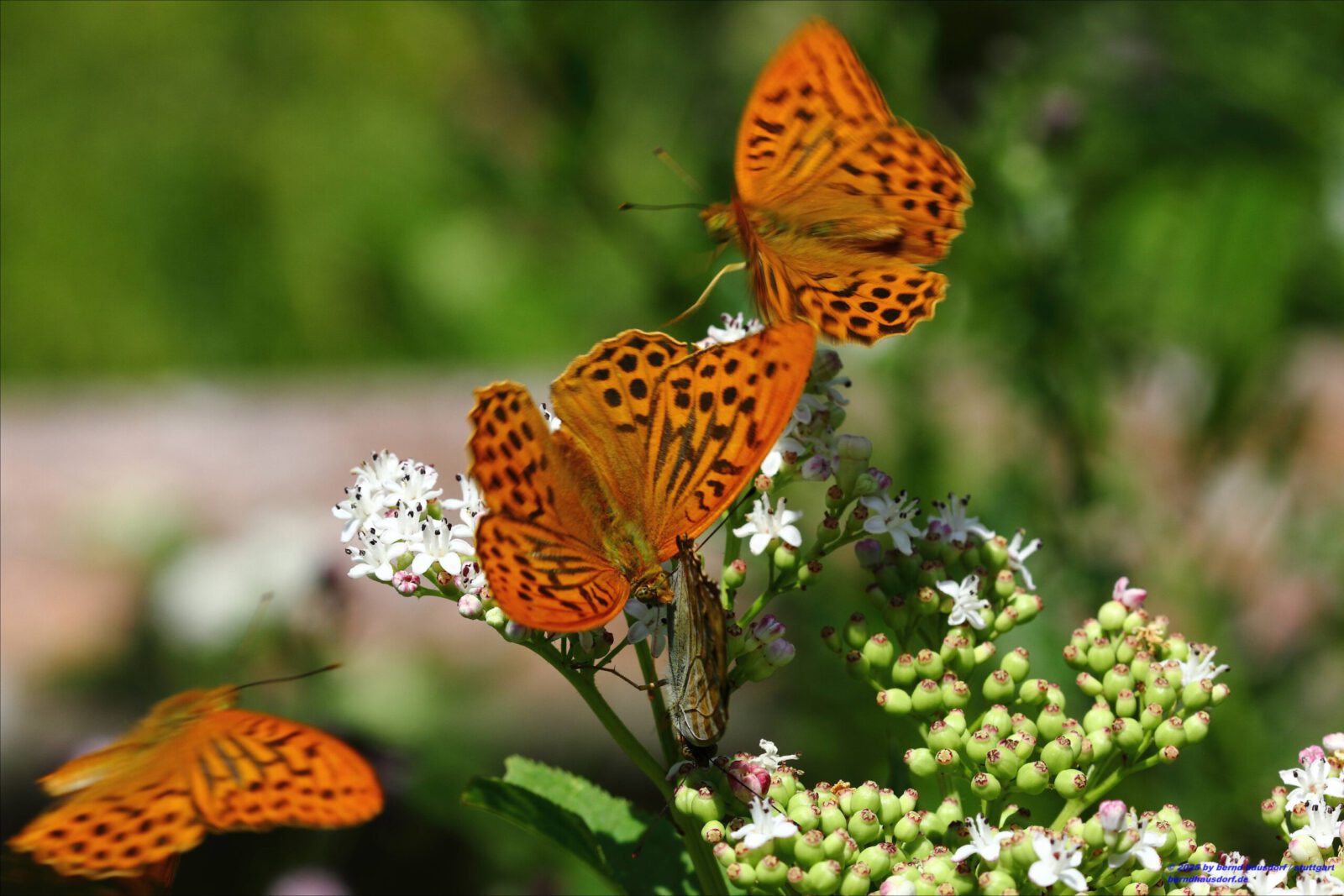 Fotodienstleistungen Bernd Hausdorf