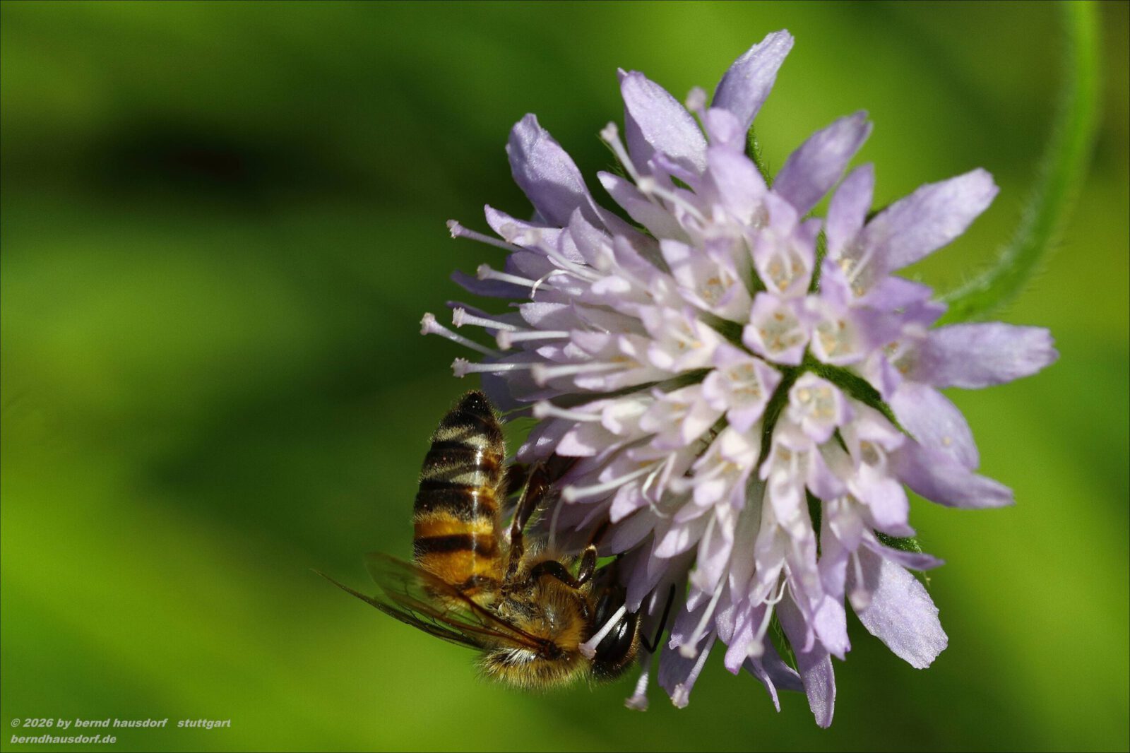 Fotodienstleistungen Bernd Hausdorf