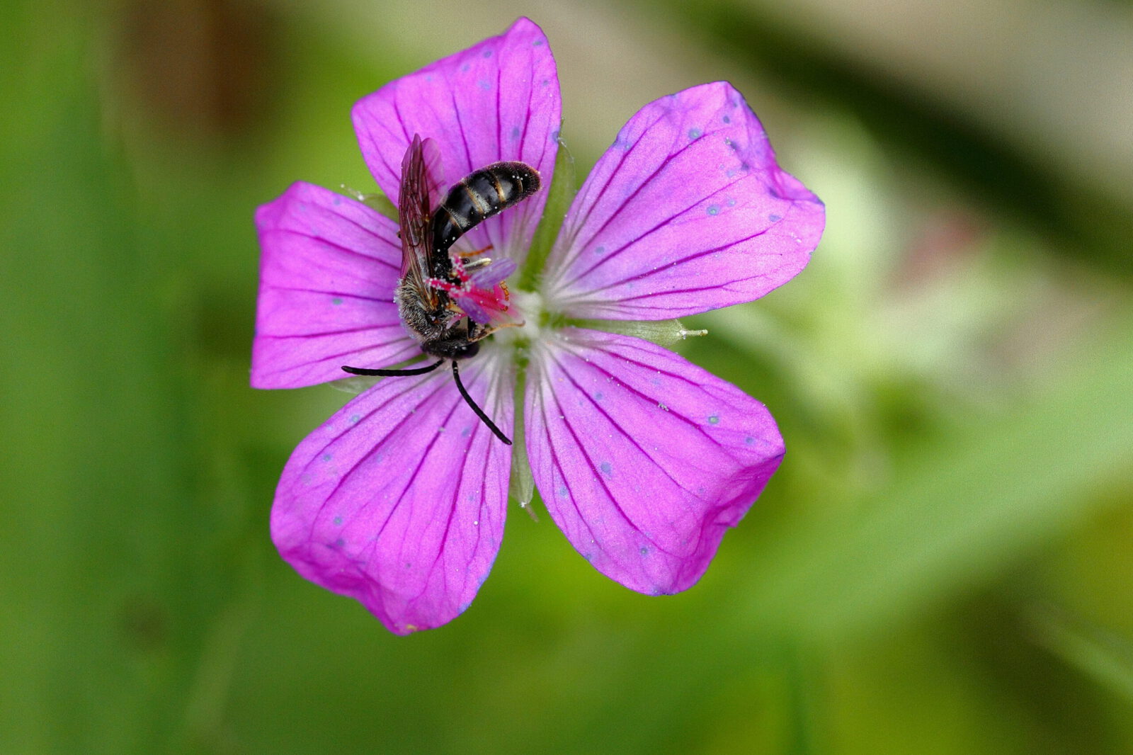 Fotodienstleistungen Bernd Hausdorf