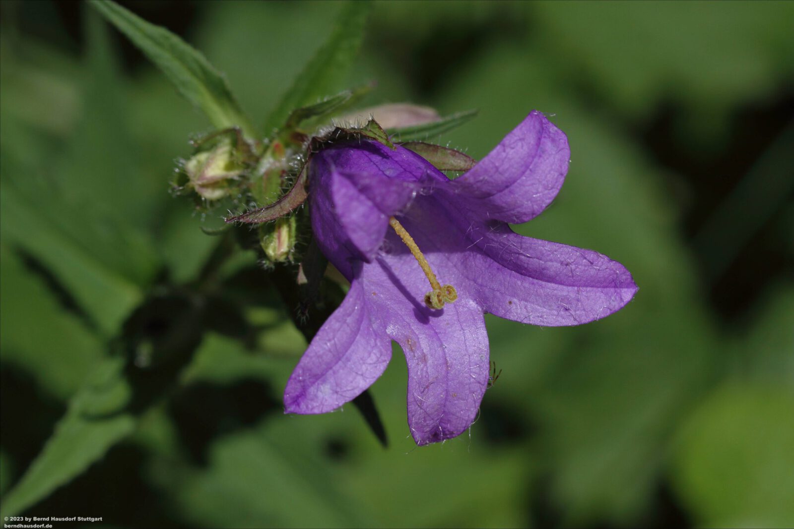Fotodienstleistungen Bernd Hausdorf