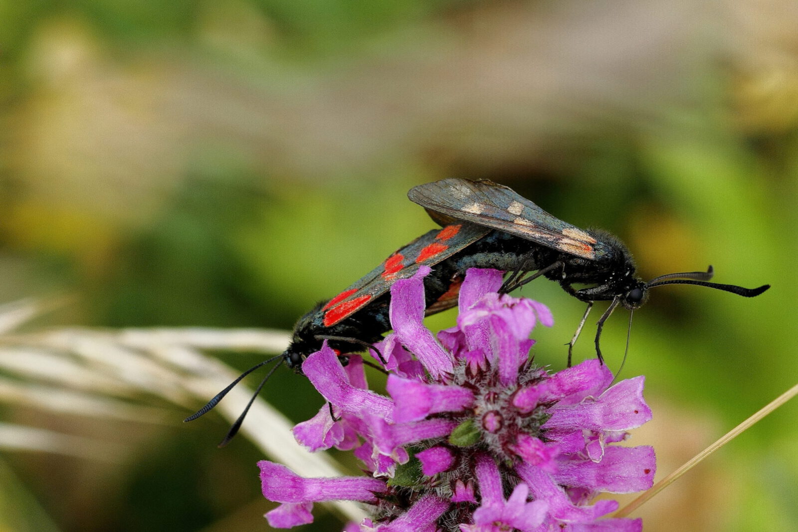 Fotodienstleistungen Bernd Hausdorf