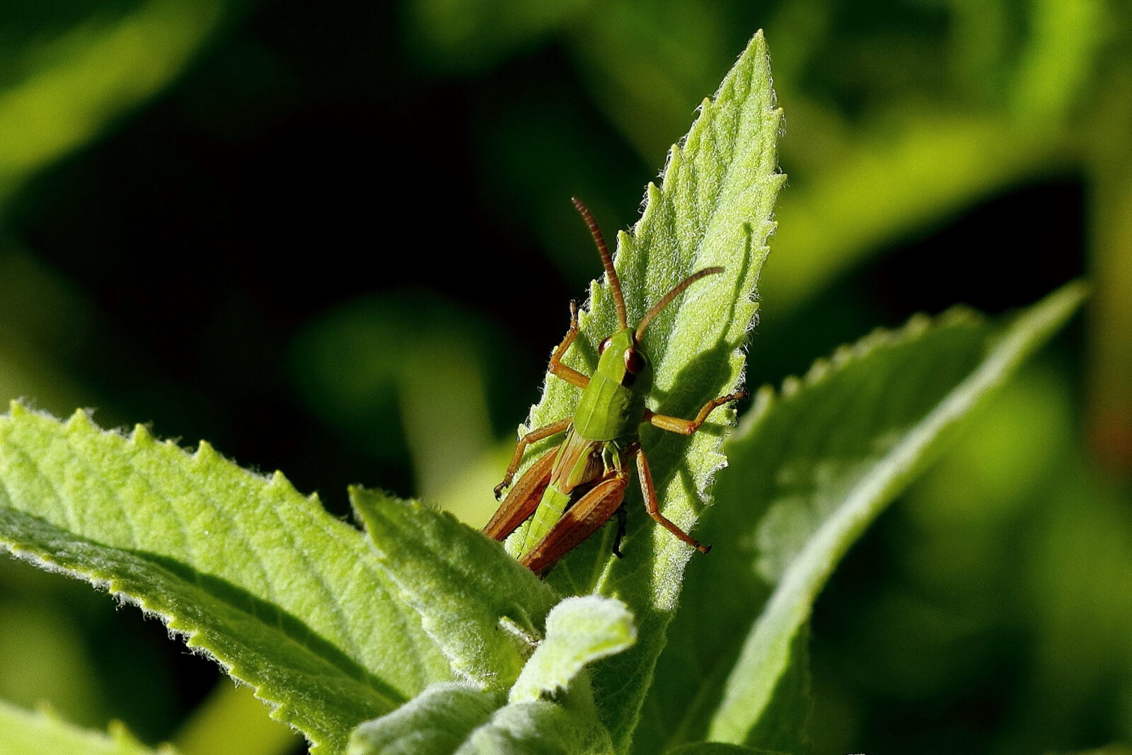 Fotodienstleistungen Bernd Hausdorf