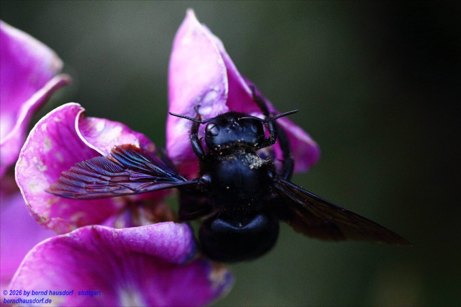 Fotodienstleistungen Bernd Hausdorf
