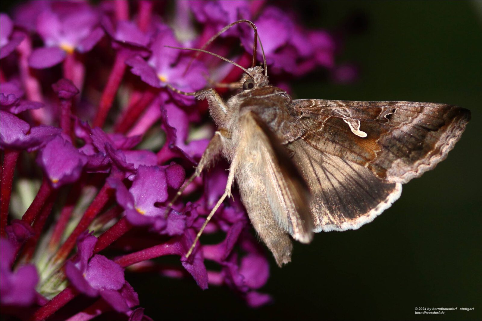 Fotodienstleistungen Bernd Hausdorf