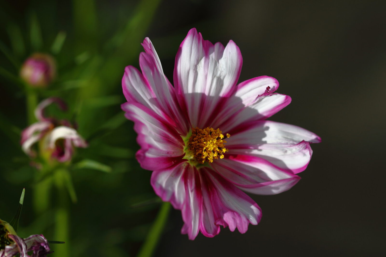 Fotodienstleistungen Bernd Hausdorf