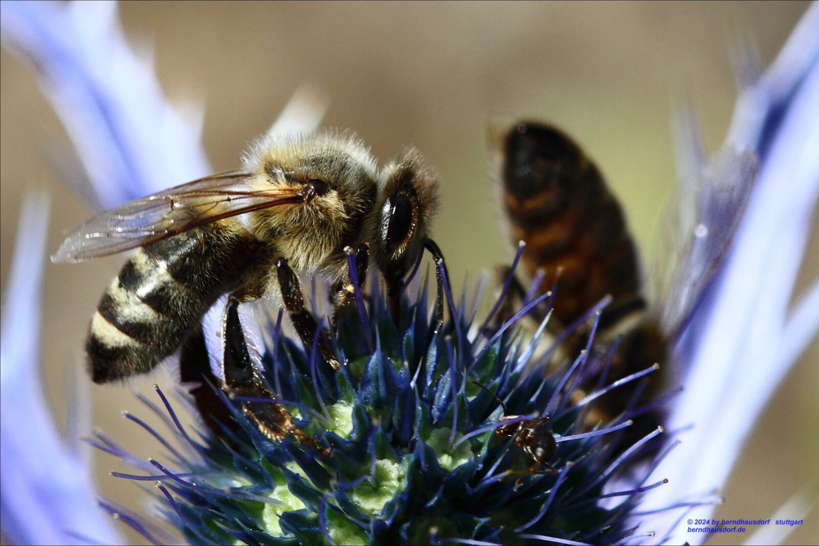 Fotodienstleistungen Bernd Hausdorf