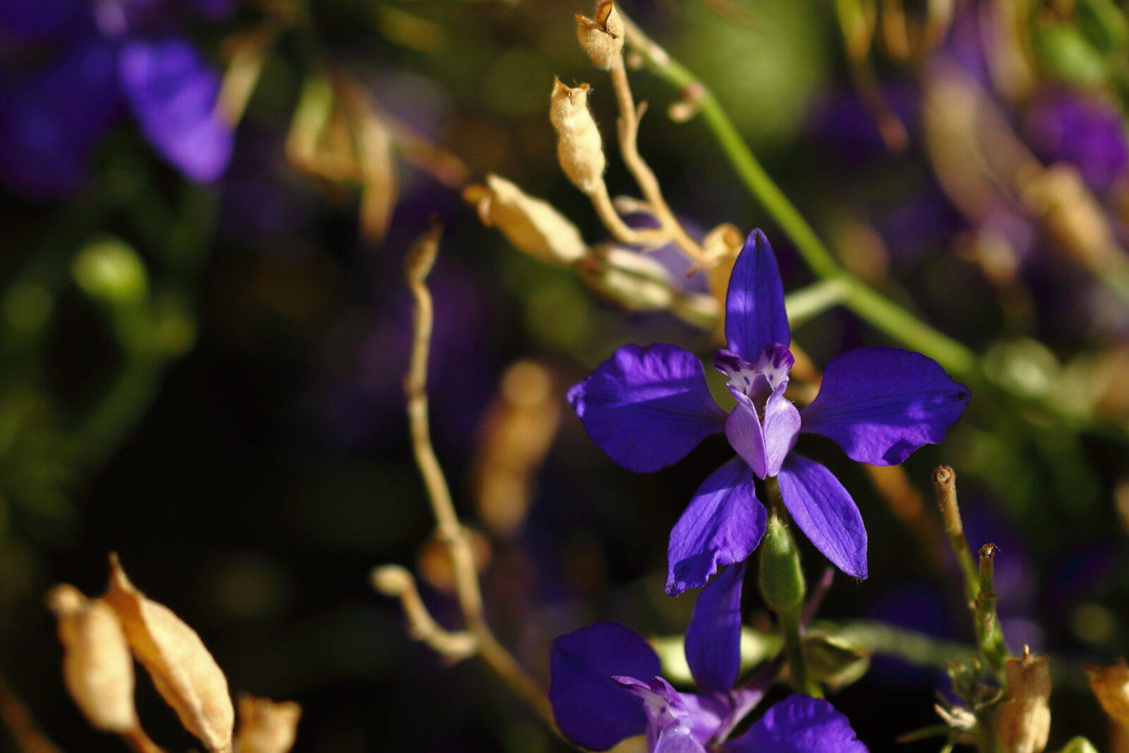 Fotodienstleistungen Bernd Hausdorf