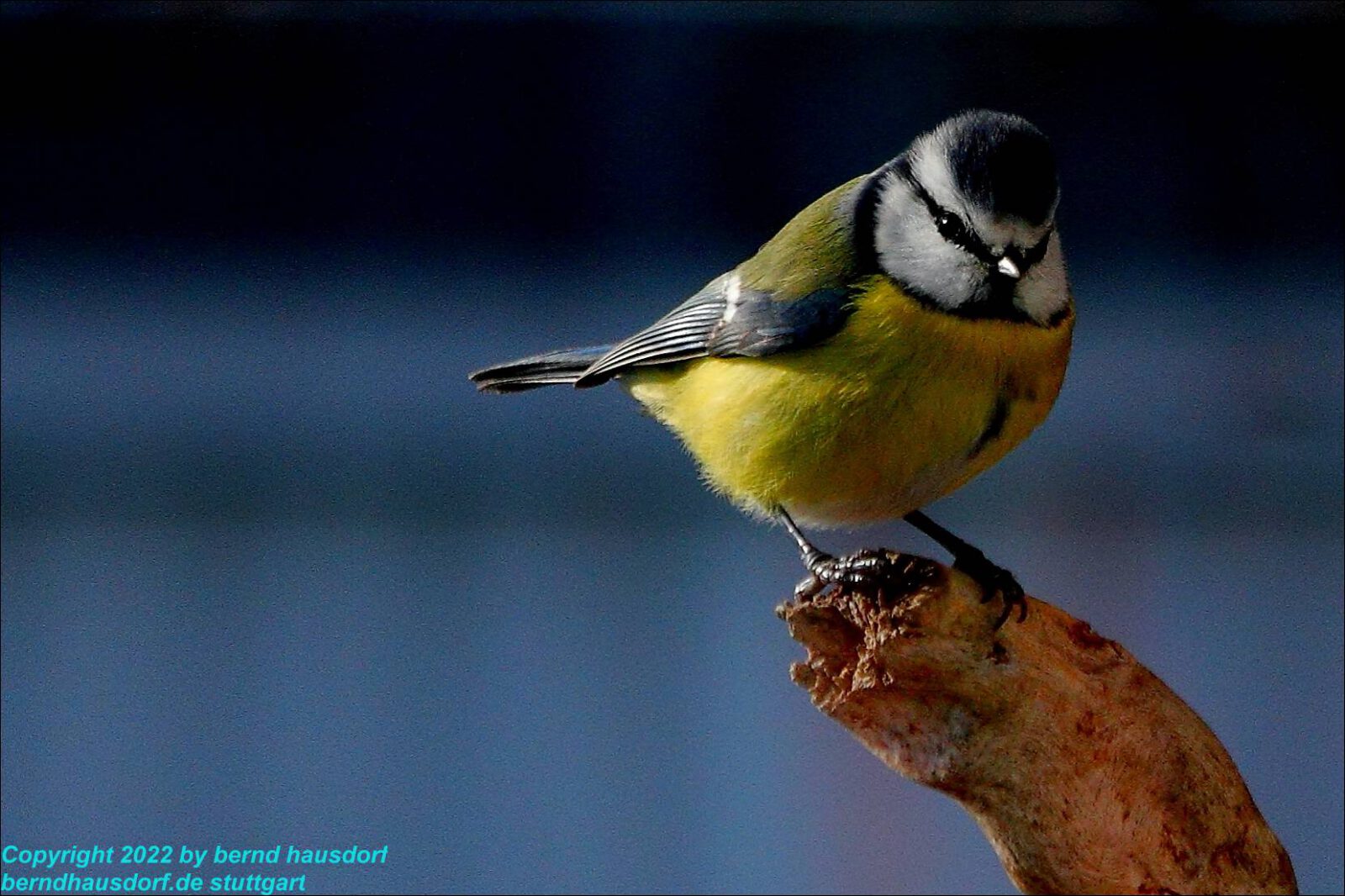 Fotodienstleistungen Bernd Hausdorf