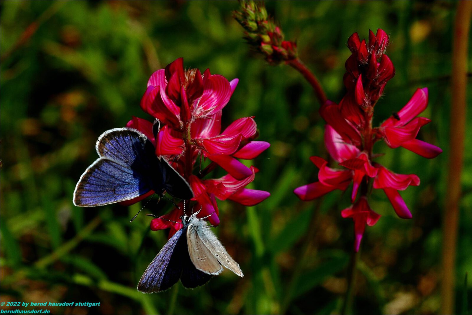 Fotodienstleistungen Bernd Hausdorf