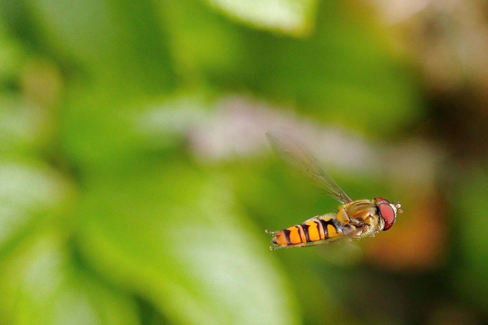 Fotodienstleistungen Bernd Hausdorf
