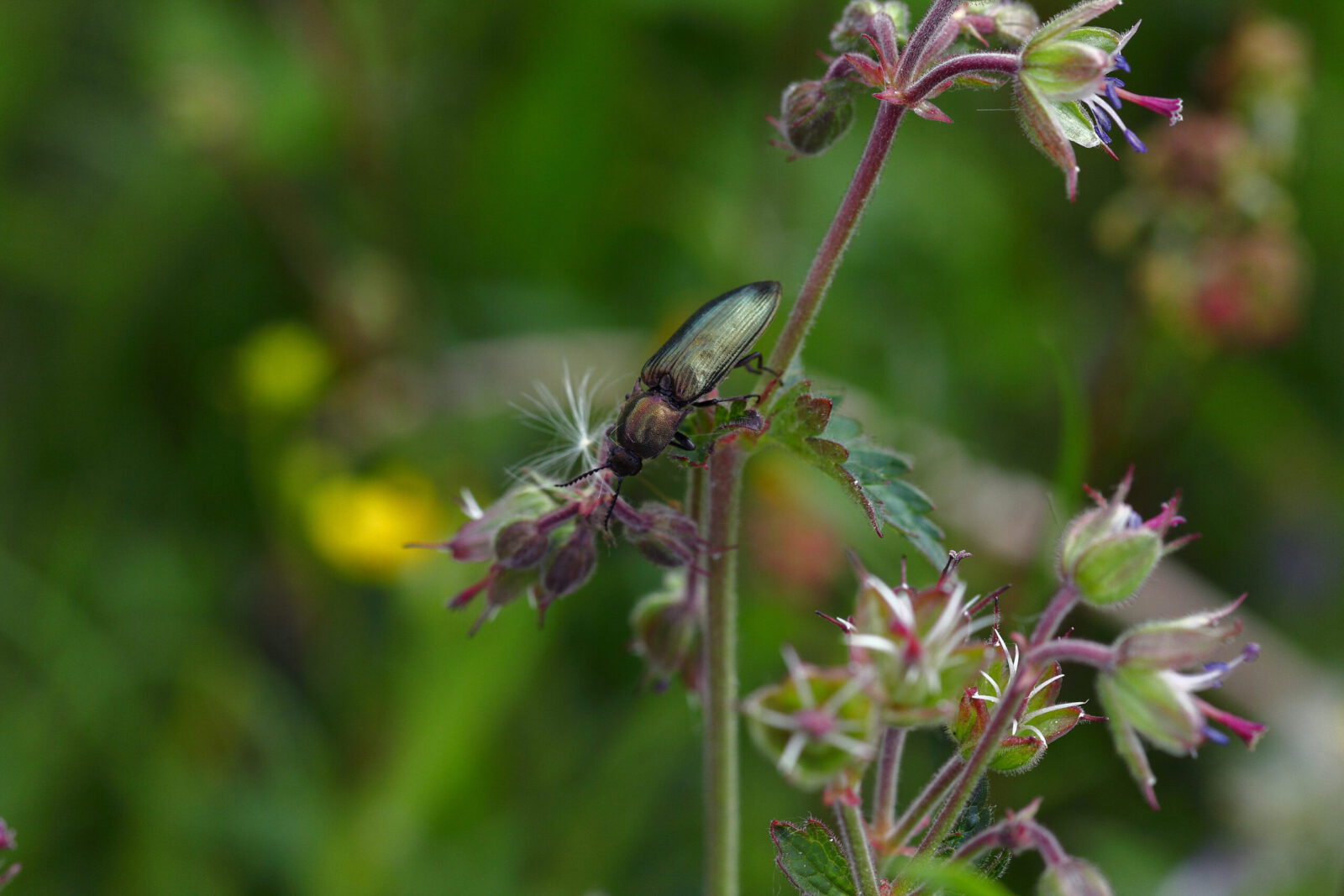 Fotodienstleistungen Bernd Hausdorf
