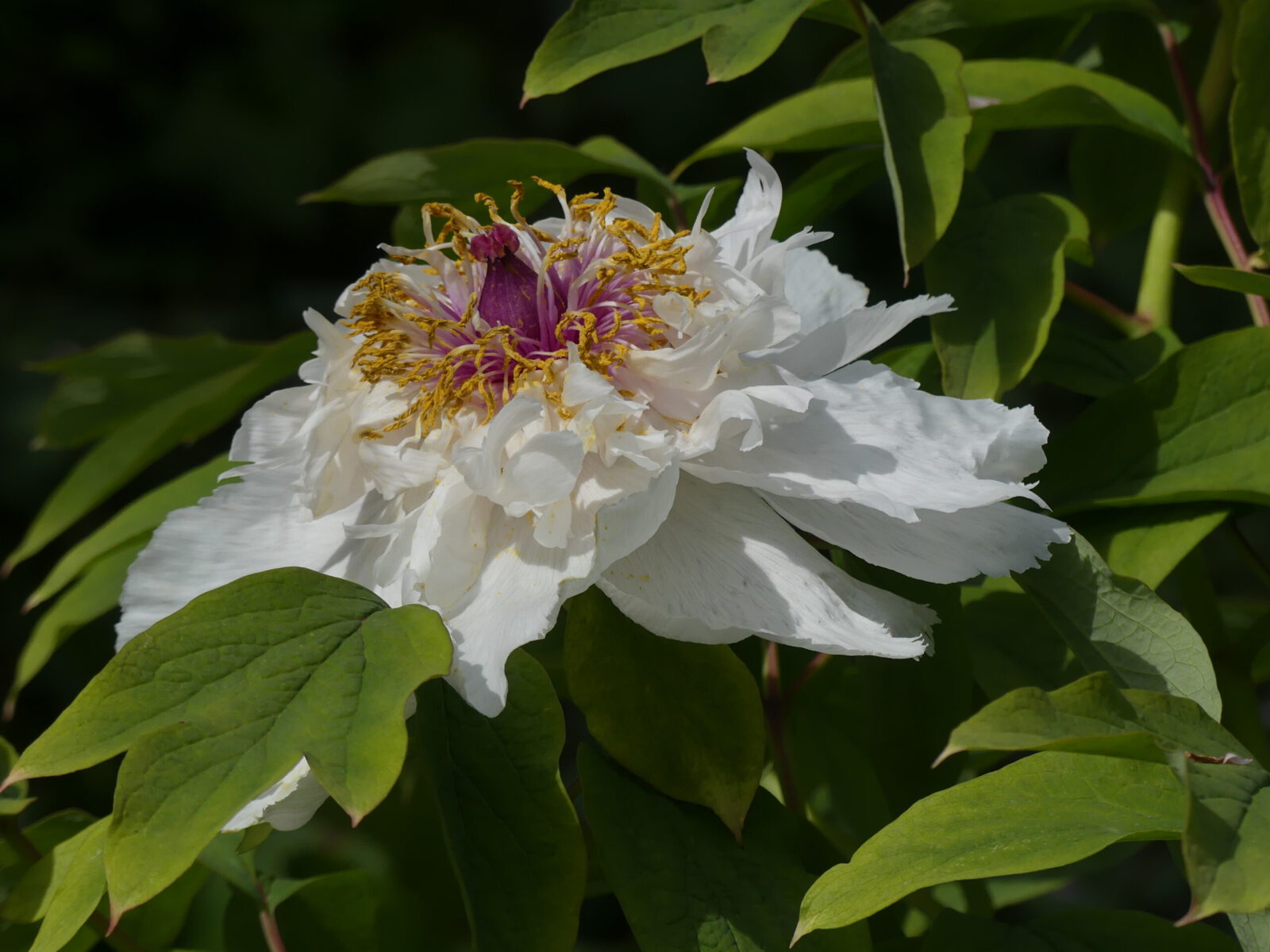Fotodienstleistungen Bernd Hausdorf