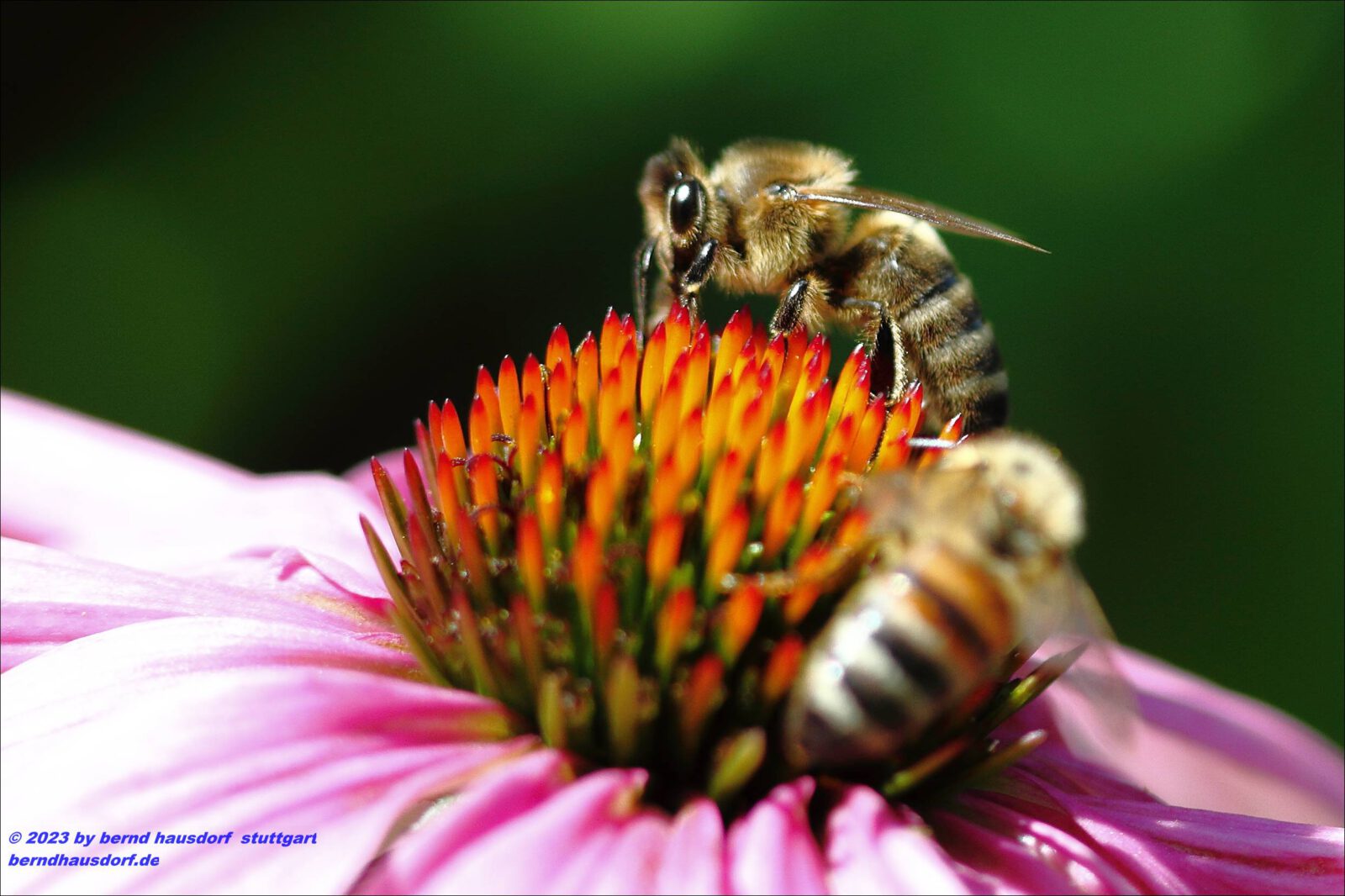 Fotodienstleistungen Bernd Hausdorf