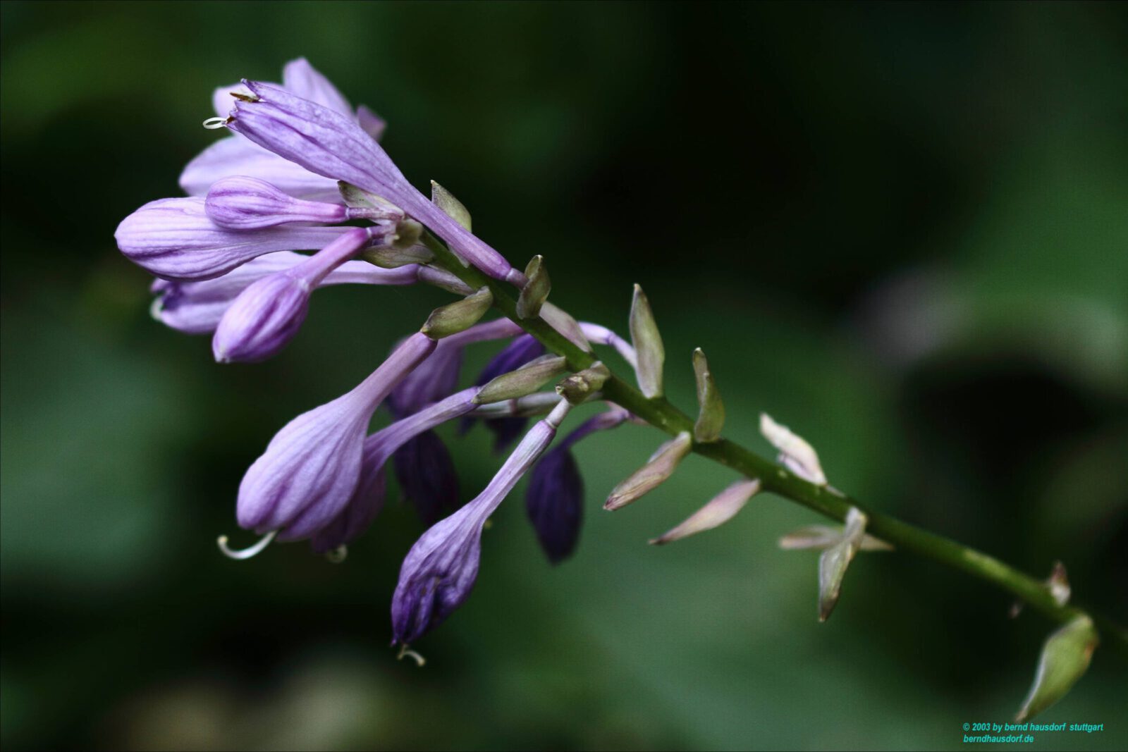 Fotodienstleistungen Bernd Hausdorf