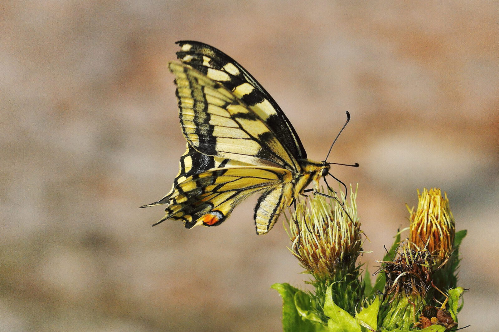 Fotodienstleistungen Bernd Hausdorf