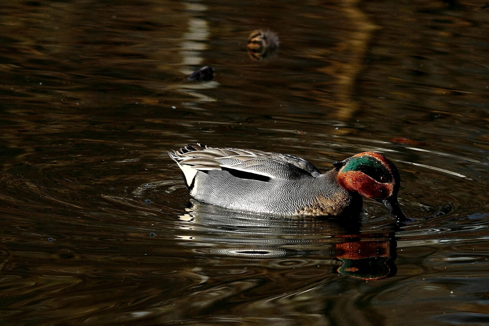 Fotodienstleistungen Bernd Hausdorf