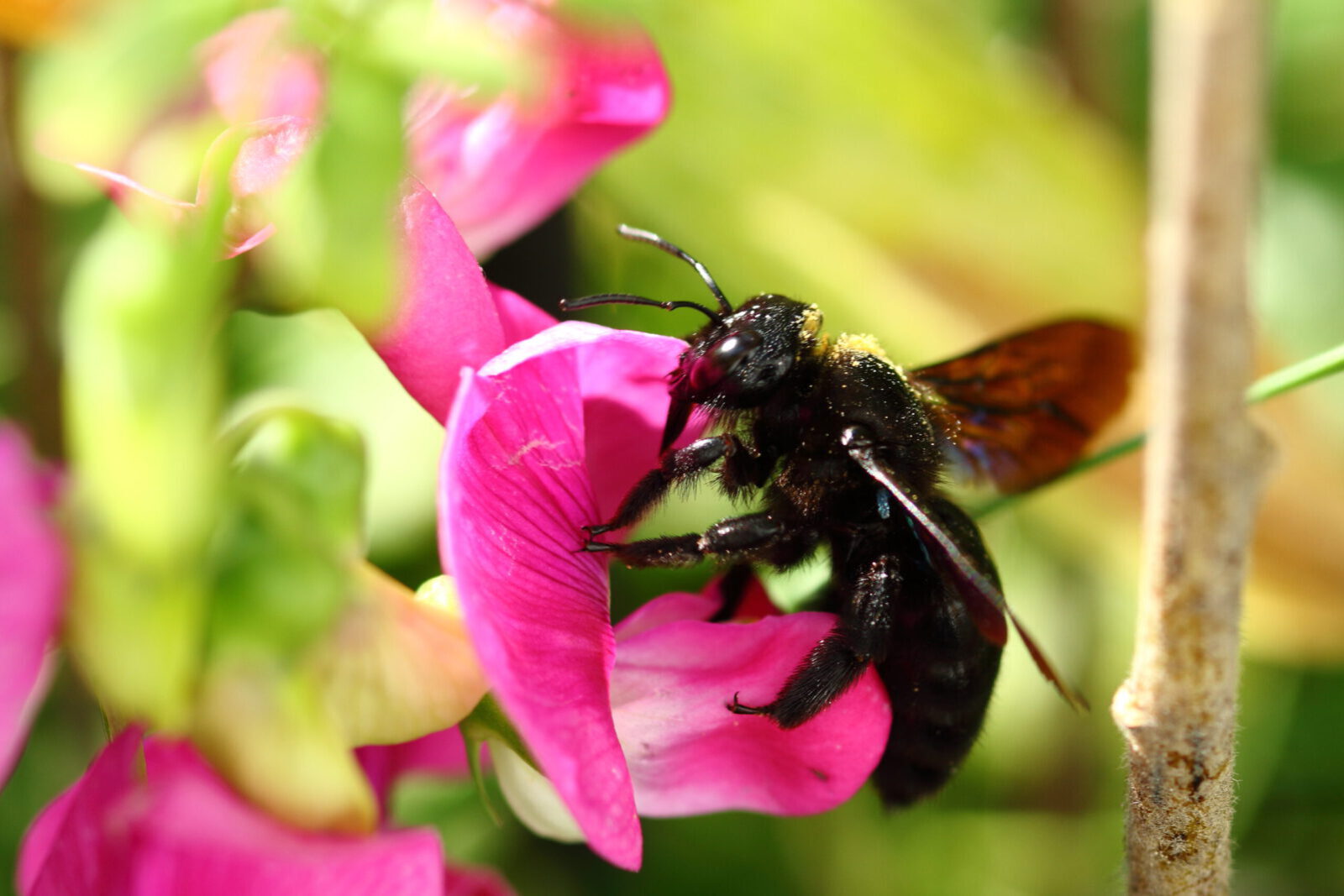 Fotodienstleistungen Bernd Hausdorf