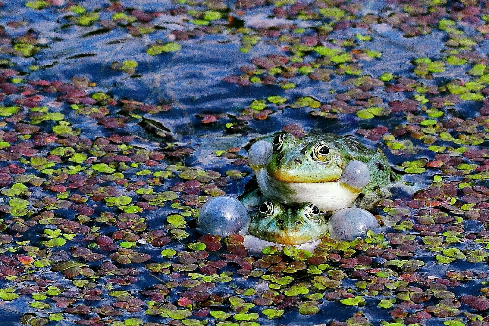 Fotodienstleistungen Bernd Hausdorf