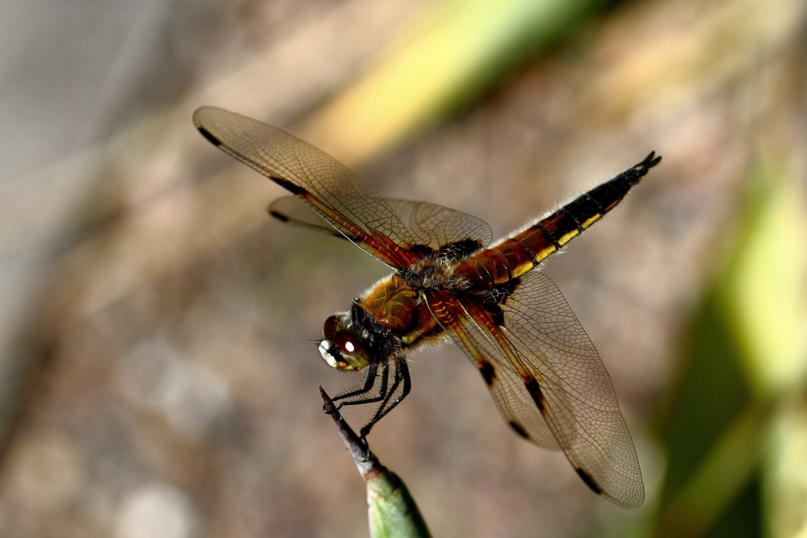 Fotodienstleistungen Bernd Hausdorf