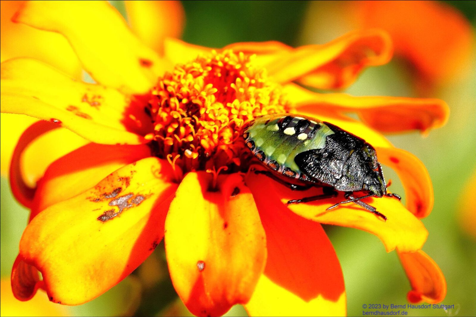 Fotodienstleistungen Bernd Hausdorf