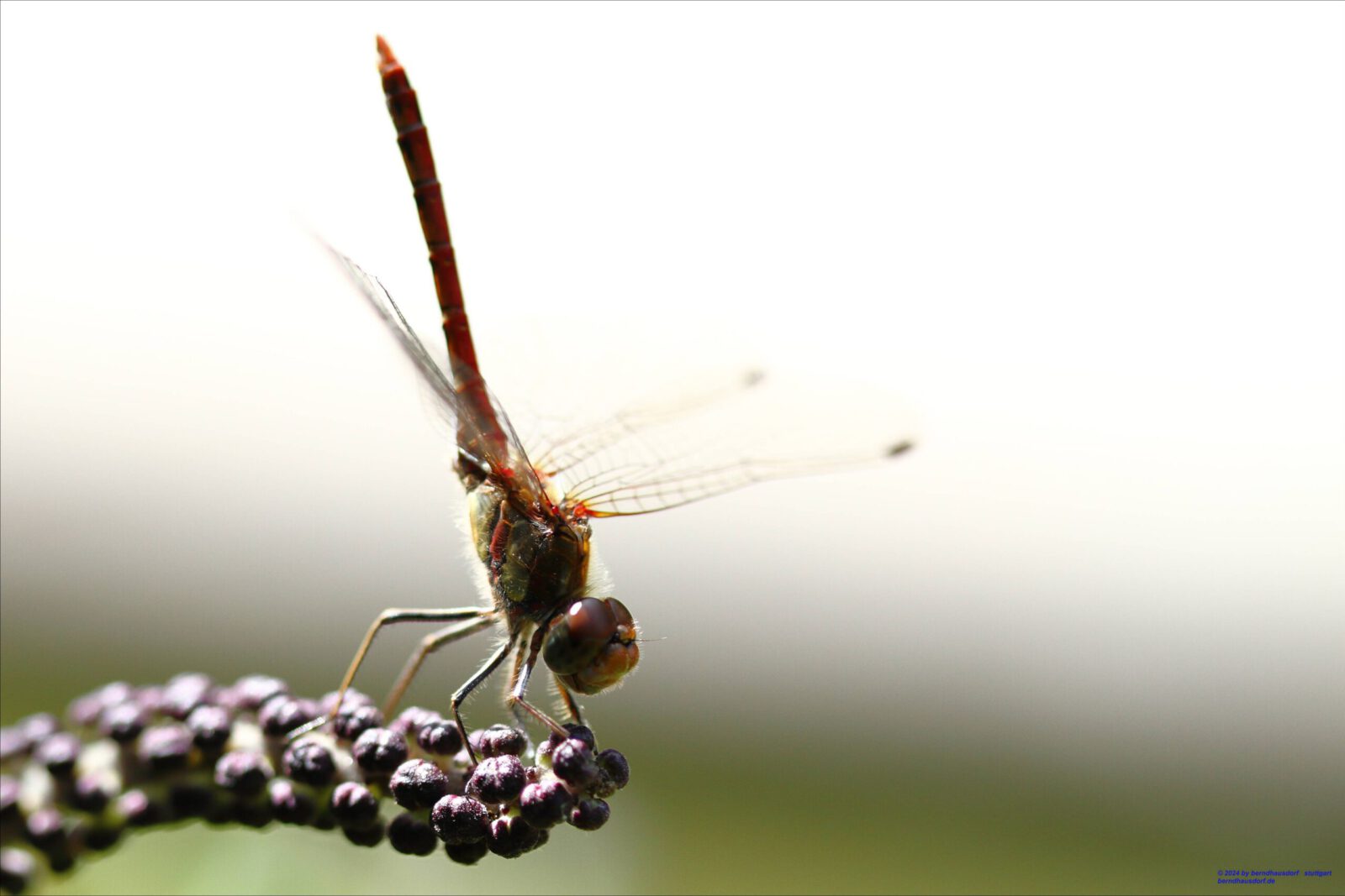 Fotodienstleistungen Bernd Hausdorf