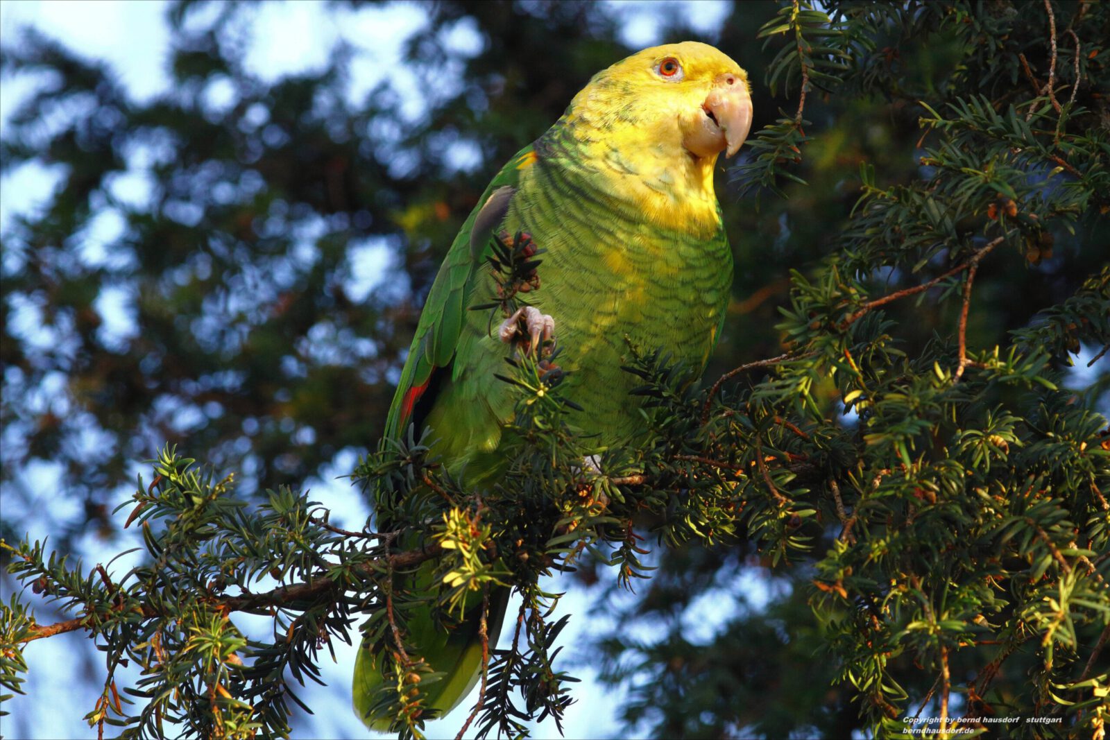 Fotodienstleistungen Bernd Hausdorf