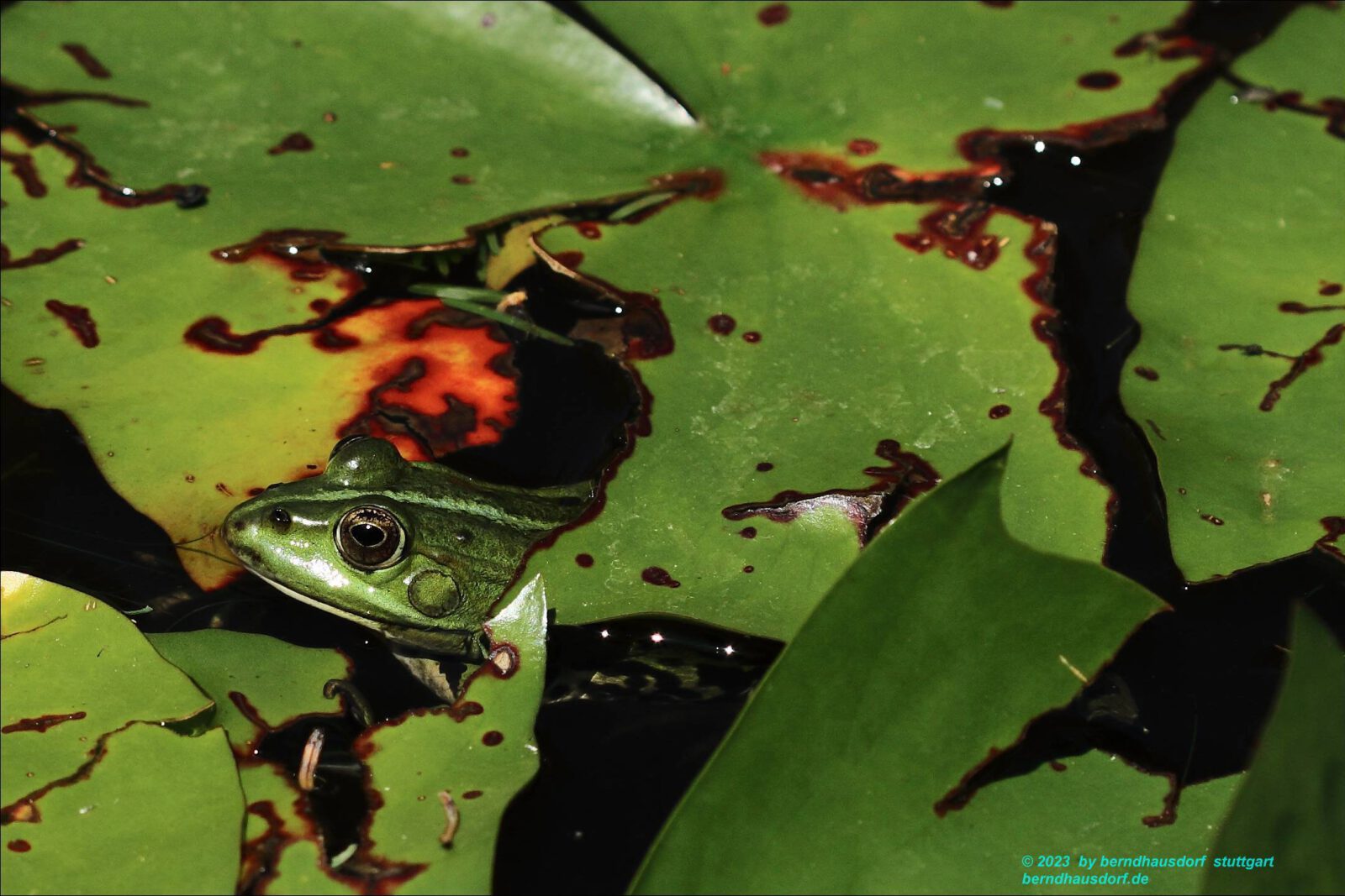 Fotodienstleistungen Bernd Hausdorf