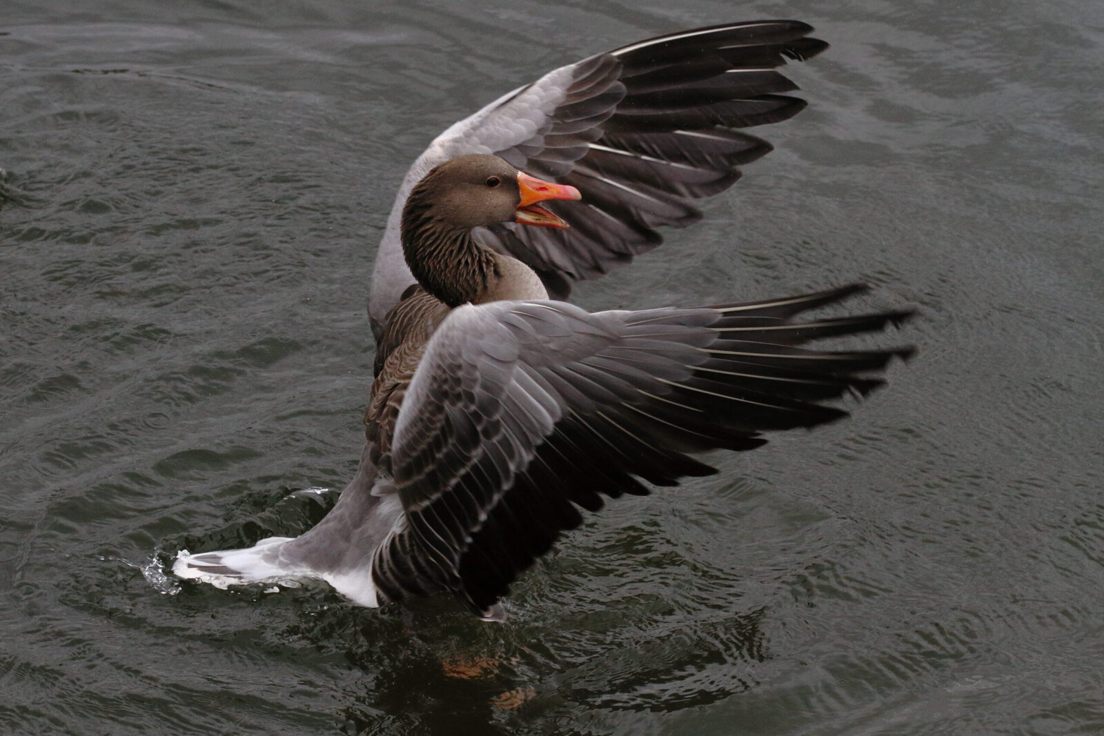 Fotodienstleistungen Bernd Hausdorf
