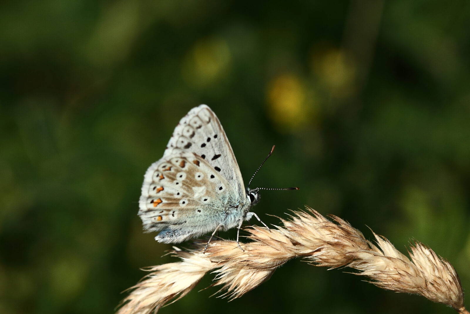 Fotodienstleistungen Bernd Hausdorf