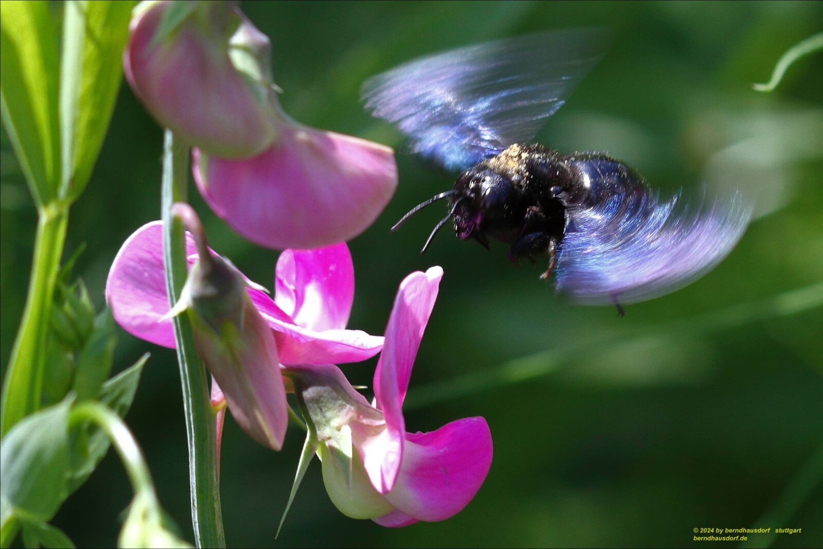 Fotodienstleistungen Bernd Hausdorf