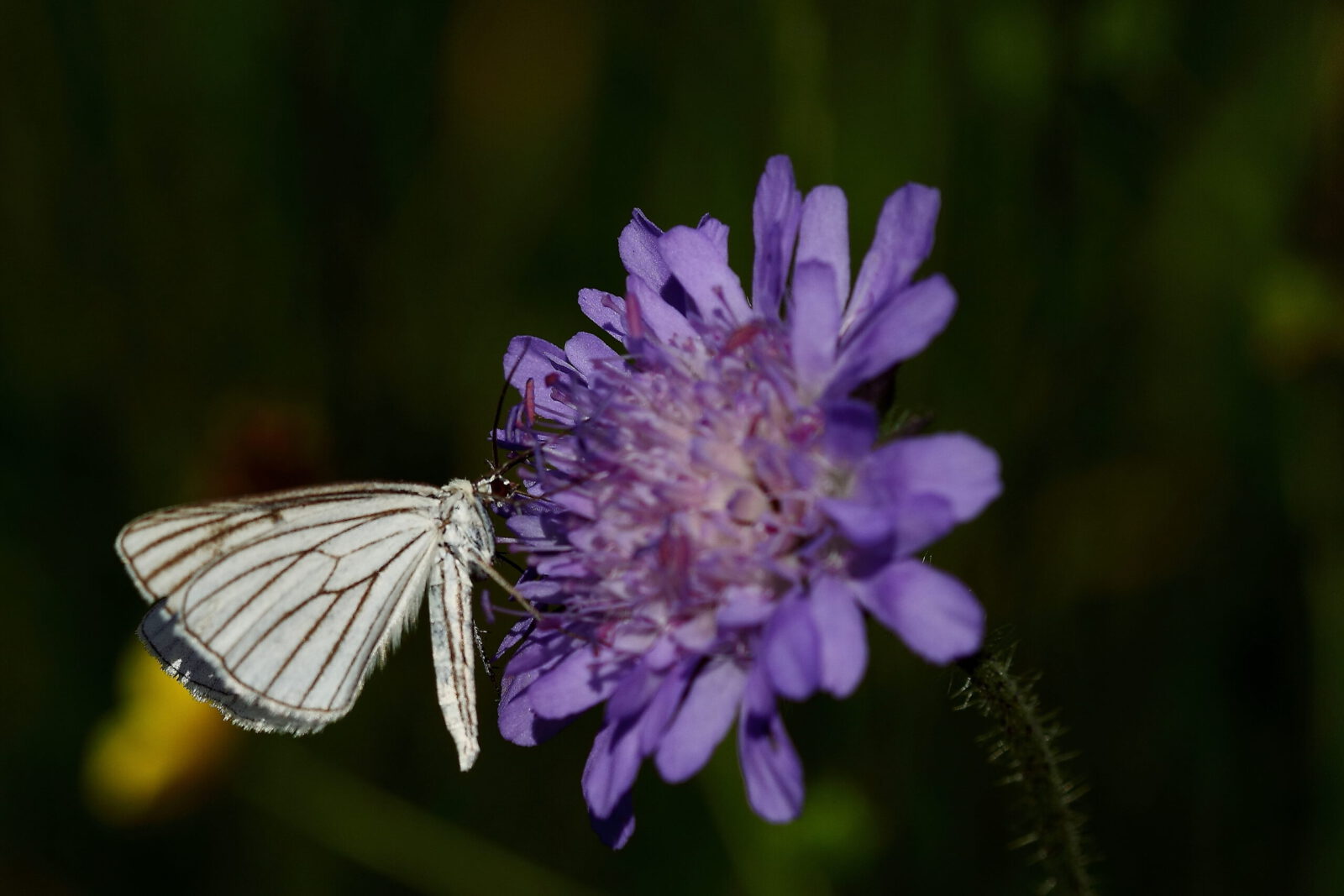 Fotodienstleistungen Bernd Hausdorf